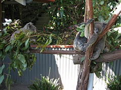 049 Kuranda Koala Gardens